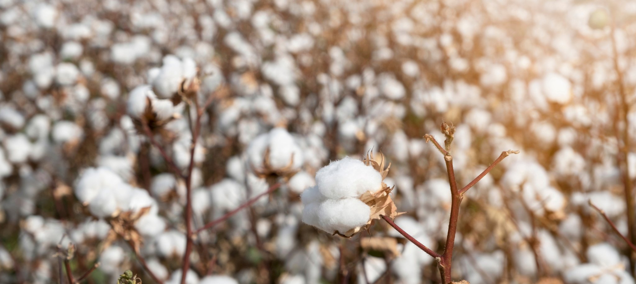 A material that is as valuable as gold - Supima cotton - STELLAM